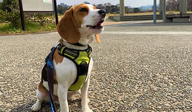 成犬クラスのイメージ