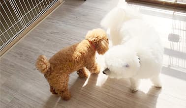 犬の幼稚園のイメージ