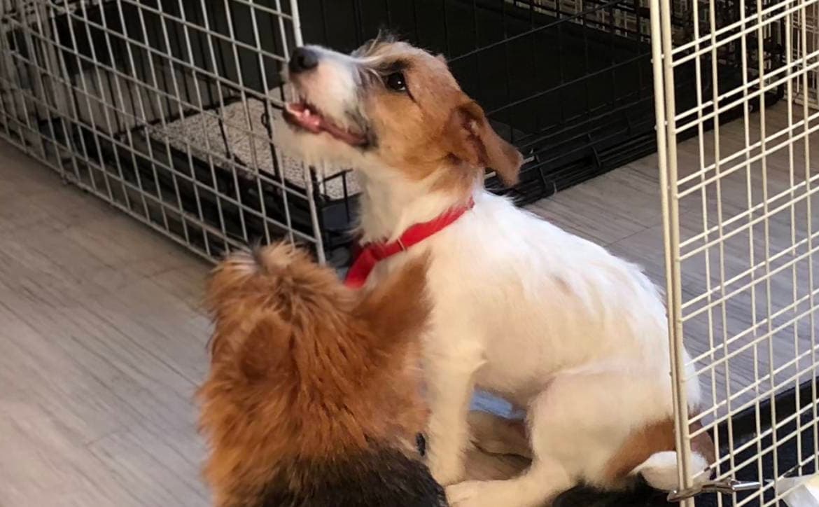 パピークラスのイメージ